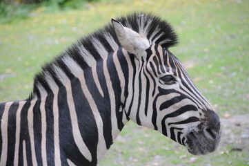 Fototapeta na wymiar Zebra