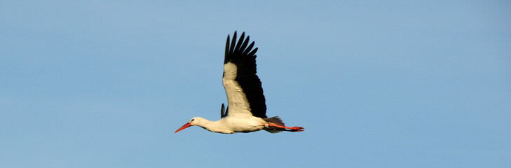 storch