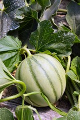 Melon