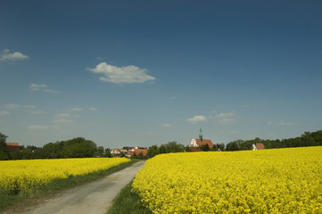 Naklejka premium Lausitzer Landschaft während der Rapsblüte, Kloster Marienstern