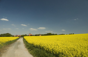 Lausitzer Landschaft während der Rapsblüte, Kloster Marienstern