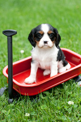 Cavalier King Charles Puppy Sitting on Red Metal Wagon