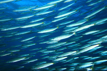 Shoal of Yellowtail Barracudas