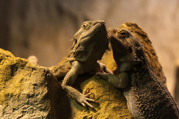 Bartagame