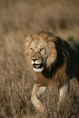 Single Male Lion walking in the Masai Mara