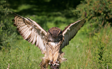 Eurasian Eagle Owl Landing