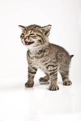 kitten
