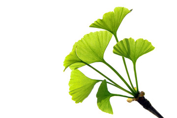 Ginkgoleaves