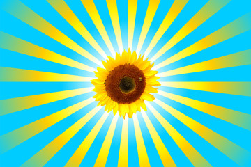 Sonnenblume