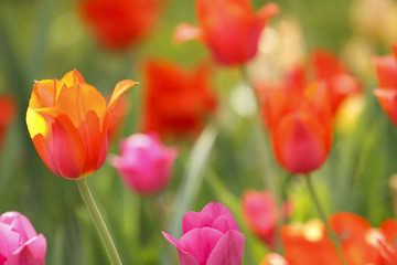 Red and yellow tulips