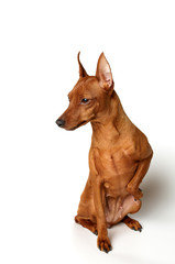 Red Miniature Pinscher on white background