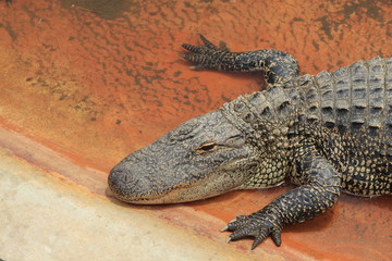 Alligator