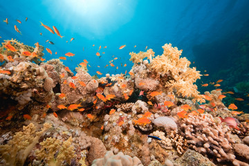 Naklejka na ściany i meble ocean, fish and coral