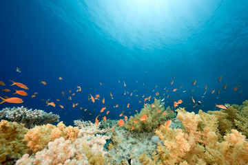 Naklejka na ściany i meble ocean, fish and coral