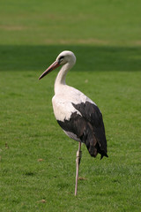 Storch
