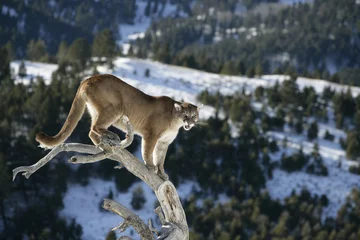Foto op Canvas Mountain Lion of Dead Tree Snag © Dennis Donohue