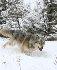 Fototapeta premium Grey Wolf Running in snow