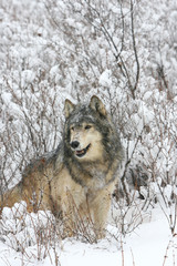 Alpha Male Grey Wolf in Snow and Sage Brush