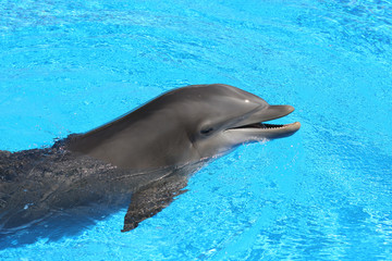 Dolphin in beautiful blue water