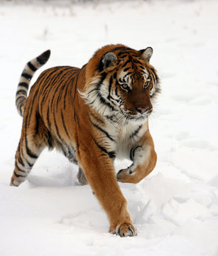 Siberian Tiger Running in Snow