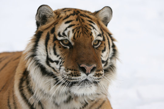 Siberian Tiger in  Alert Posture