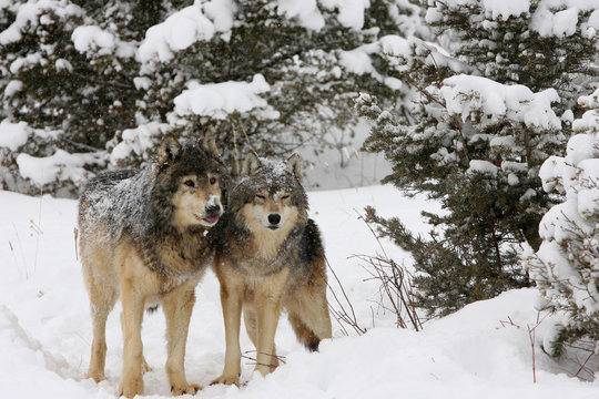 Alpha Male and Female Grey Wolf
