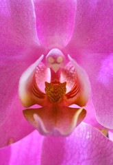 orchid