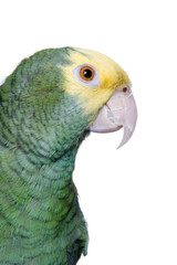 Amazon Yellow Head; isolated on white