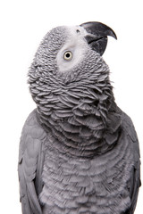 Fototapeta premium African Grey; Congo, isolated on white