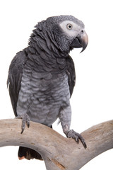 Fototapeta premium African Grey; Timneh, isolated on white