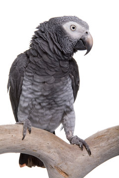 African Grey; Timneh, isolated on white