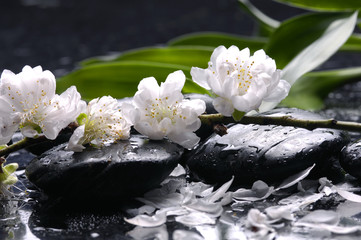 Wet stones and flower, petal with green leaf