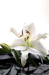 Foto op Canvas Macro madonna lily and spa stone © Mee Ting