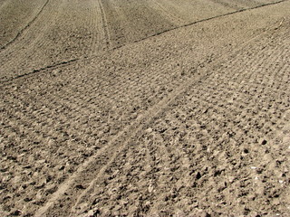 Les lignes du tableau.