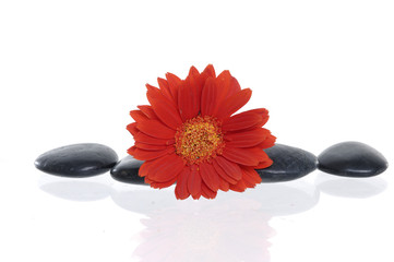 beautiful red flower and spa stones on isolated