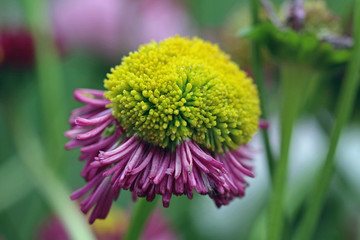 blume