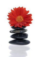 Red flower on stones with reflection on white