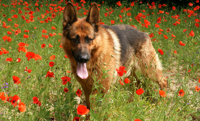 berger allemand dans un champs de coquelicot