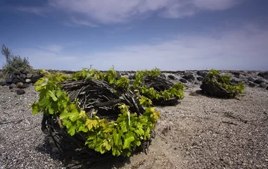 Rolgordijnen Viñedos de Santorini © Ana Tramont