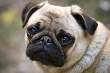 Pug