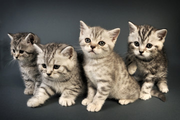 Obraz premium British Shorthair kittens.