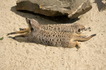 meerkats on sand
