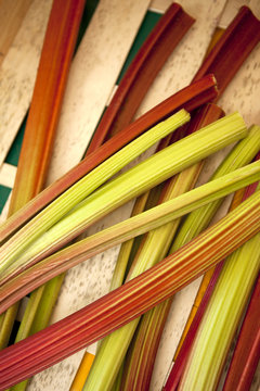 rhubarbe