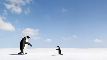 Crédence de cuisine en verre imprimé Pingouin De liaison