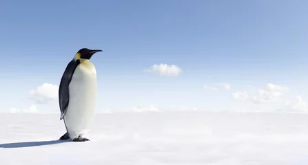 Afwasbaar Fotobehang Pinguïn pinguïn