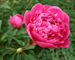 Papier peint photo Pivoines Pivoine ouvert  © PascalR