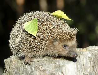 Hedgehog on the stump