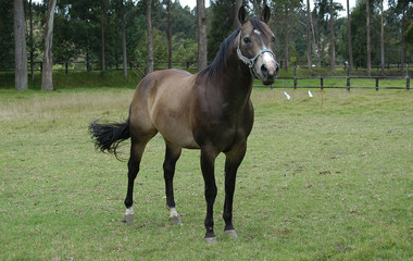Fototapeta premium Horse 3