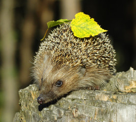Hedgehog on the stump