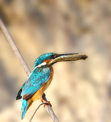 Halcyon with fish in the beak